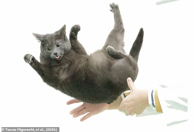 The Secret Behind Cats' Midair Flip: A Spinal Marvel Revealed