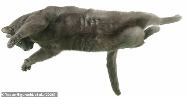 The Secret Behind Cats' Midair Flip: A Spinal Marvel Revealed
