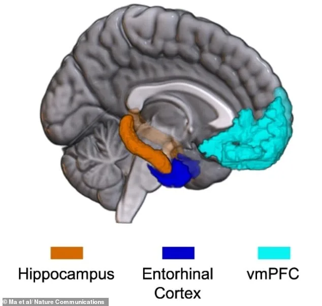 AI-Generated Brain Map Reveals How Emotions Are Processed and Grouped
