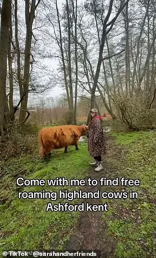Wildlife Experts Warn Against Harassment of Highland Cows as TikTok Trends Flood Hothfield Heathlands Reserve