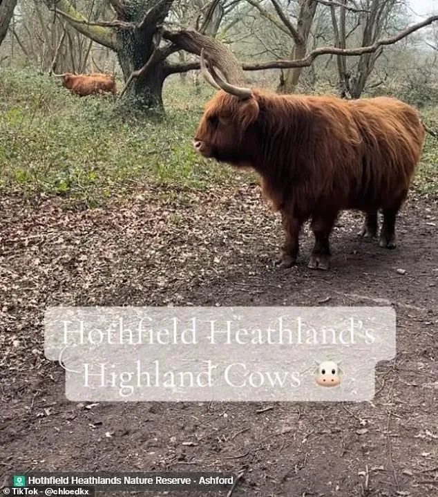 Wildlife Experts Warn Against Harassment of Highland Cows as TikTok Trends Flood Hothfield Heathlands Reserve
