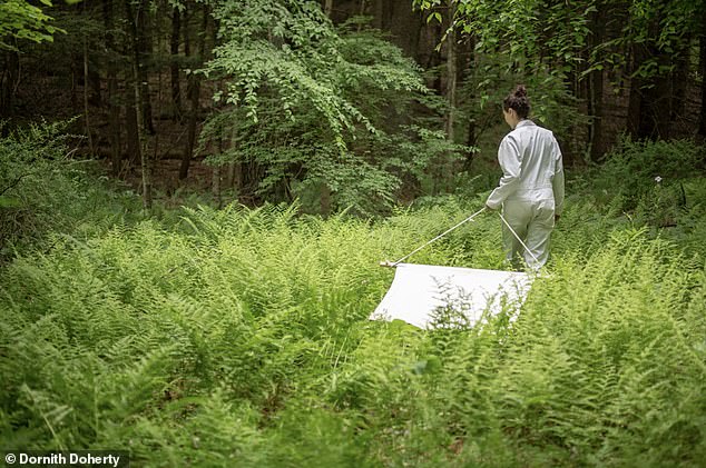 Nine-Year Study Reveals Babesia Microti May Surpass Lyme Disease as Public Health Threat in Dutchess County