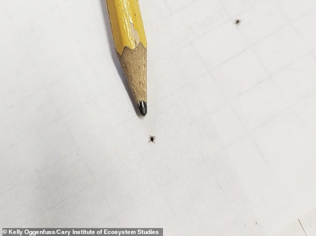 Nine-Year Study Reveals Babesia Microti May Surpass Lyme Disease as Public Health Threat in Dutchess County