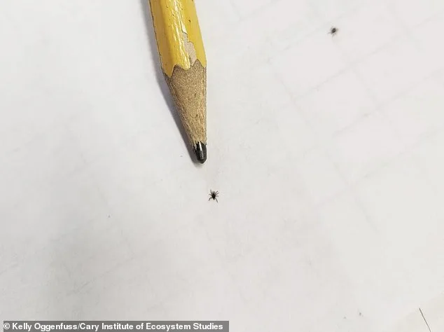 Nine-Year Study Reveals Babesia Microti May Surpass Lyme Disease as Public Health Threat in Dutchess County