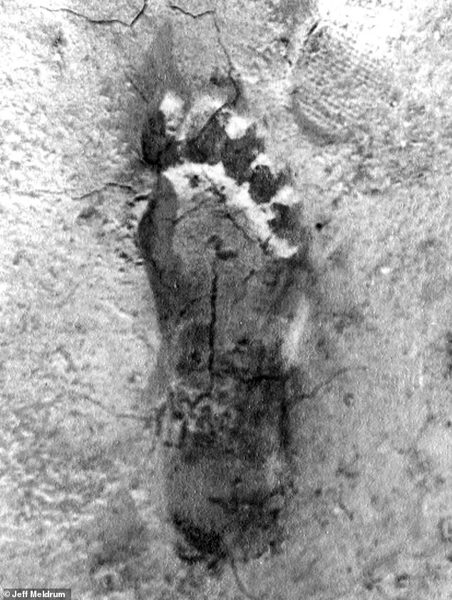 Ohio's Latest Bigfoot Mystery Sparks Debate as Sightings Are Documented in Real Time