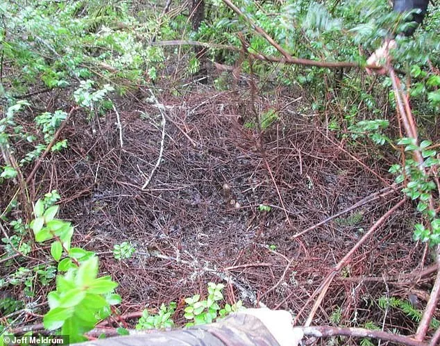 Ohio's Latest Bigfoot Mystery Sparks Debate as Sightings Are Documented in Real Time