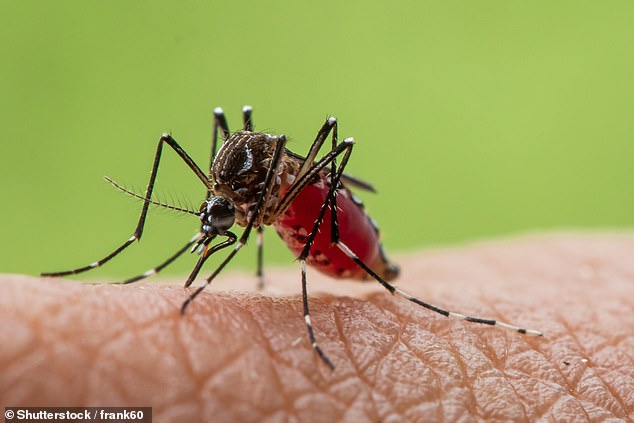 Climate Change Drives Dengue Outbreak Surge After Peru Cyclone