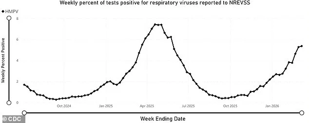 Surge in Human Metapneumovirus (HMPV) Sparks Alarms as Cases Rise to 5% of Respiratory Tests