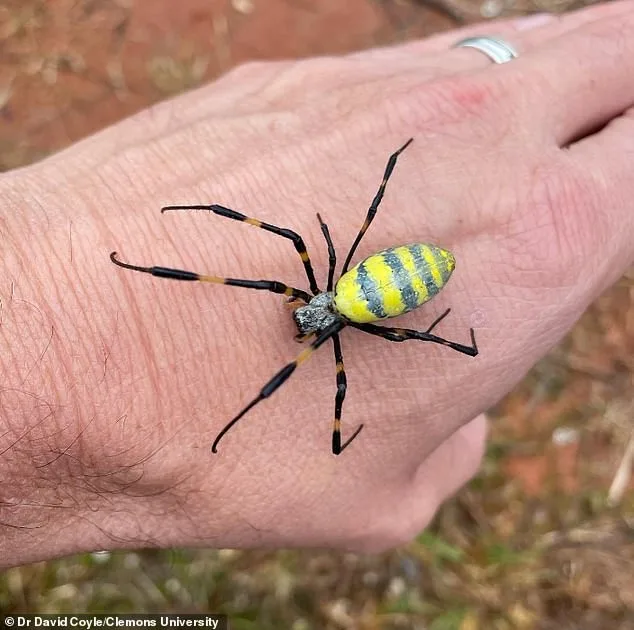 Joro Spiders Return, Spreading Across the US with Ballooning Technique