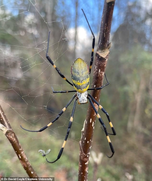 Joro Spiders Return, Spreading Across the US with Ballooning Technique