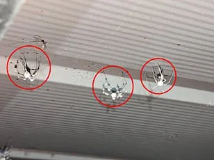 Joro Spiders Return, Spreading Across the US with Ballooning Technique