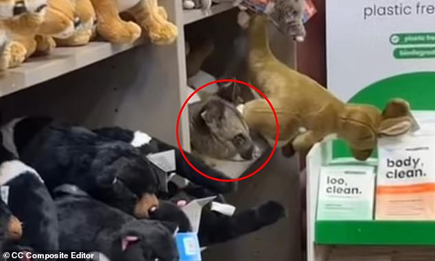 MailOnline and Facebook Launch Automatic Comment Sync Feature