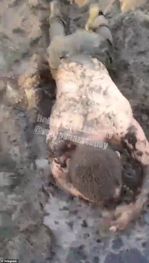 Daily Mail Exposes Systemic Abuse of Russian Soldiers in Ukraine: Graphic Footage Reveals Brutal Tactics by Commanders