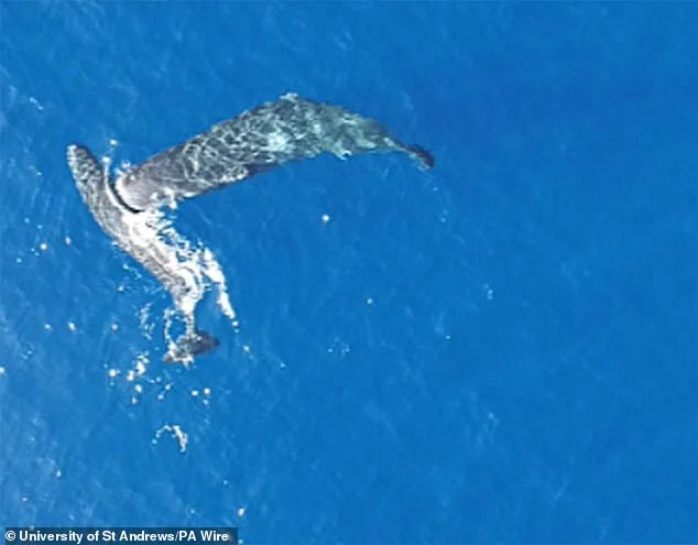 Breakthrough Footage Confirms Deliberate Headbutting in Sperm Whales, Challenging Centuries of Speculation