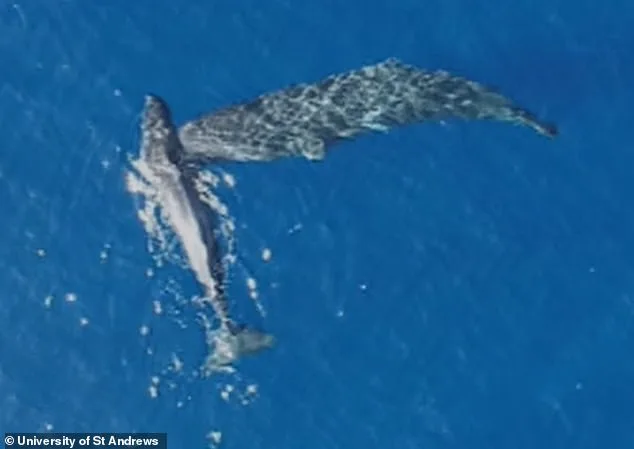 Breakthrough Footage Confirms Deliberate Headbutting in Sperm Whales, Challenging Centuries of Speculation