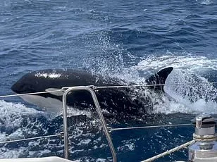 Breakthrough Footage Confirms Deliberate Headbutting in Sperm Whales, Challenging Centuries of Speculation