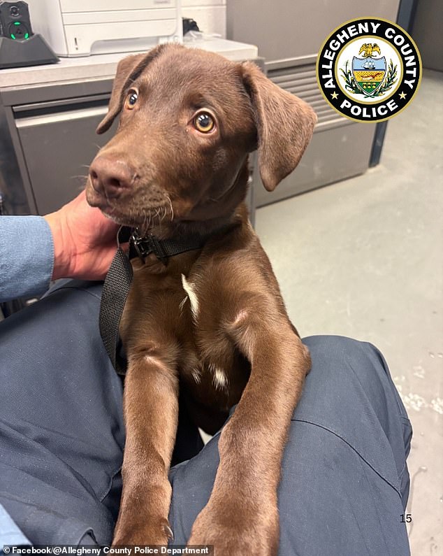 Chocolate Labrador Puppy Abandoned at Pittsburgh Airport, Prompting Police Intervention