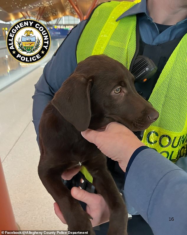 Chocolate Labrador Puppy Abandoned at Pittsburgh Airport, Prompting Police Intervention