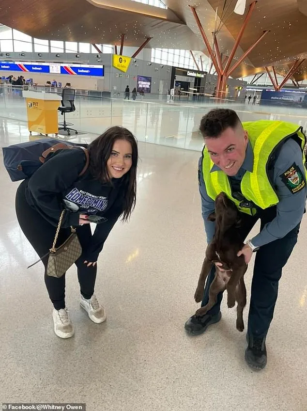 Chocolate Labrador Puppy Abandoned at Pittsburgh Airport, Prompting Police Intervention