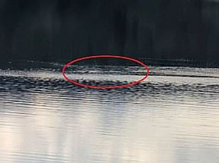 Mysterious Loch Ness Footage Captures Fast-Moving Creature, Sparking Renewed Excitement About the Legendary Monster