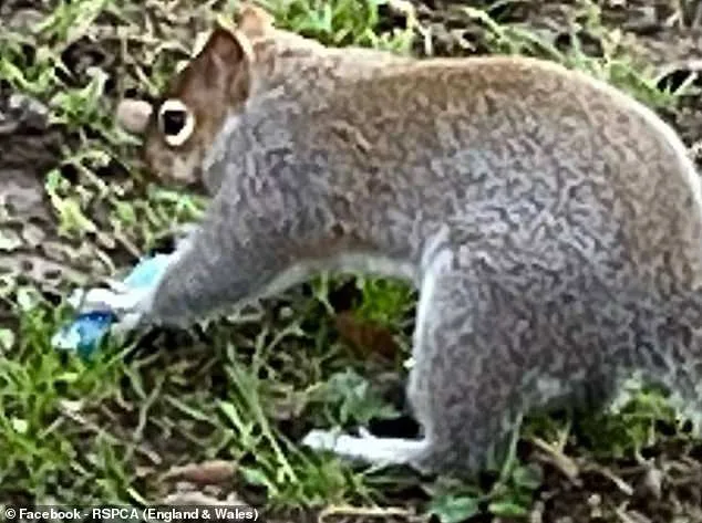 Squirrels Mistake E-Cigarettes for Snacks in Surreal Social Media Trend