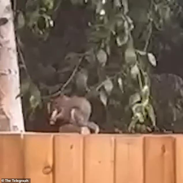 Squirrels Mistake E-Cigarettes for Snacks in Surreal Social Media Trend