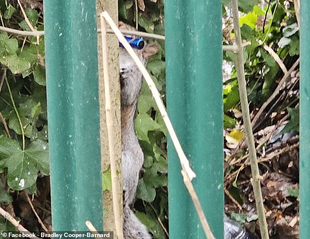 Squirrels Mistake E-Cigarettes for Snacks in Surreal Social Media Trend