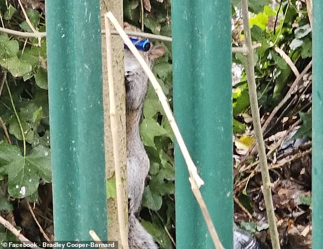 Squirrels Mistake E-Cigarettes for Snacks in Surreal Social Media Trend