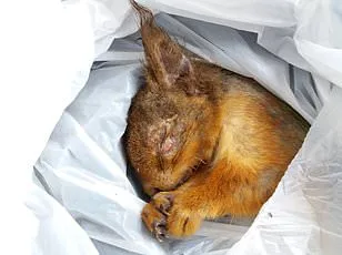 Squirrels Mistake E-Cigarettes for Snacks in Surreal Social Media Trend