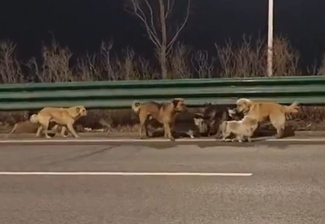 Seven Dogs' Heartwarming 10-Mile Escape from Chinese Meat Factory Cements Their 'Band of Brothers' Bond