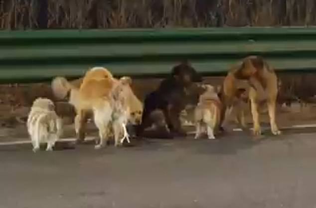 Seven Dogs' Heartwarming 10-Mile Escape from Chinese Meat Factory Cements Their 'Band of Brothers' Bond