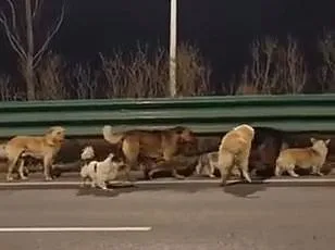 Seven Dogs' Heartwarming 10-Mile Escape from Chinese Meat Factory Cements Their 'Band of Brothers' Bond