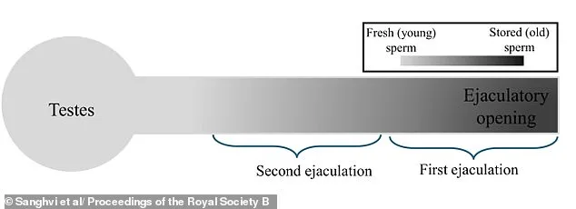 Study Reveals Regular Sex Enhances Sperm Quality, Contradicting Previous Beliefs