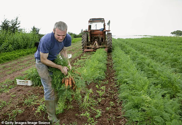 The 'Organic' Label: A Closer Look at What It Really Means