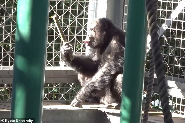 Chimpanzee Ayumu Stuns Scientists with Rhythmic Drumming and Vocalizations, Blurring Line Between Animal Behavior and Human Artistry