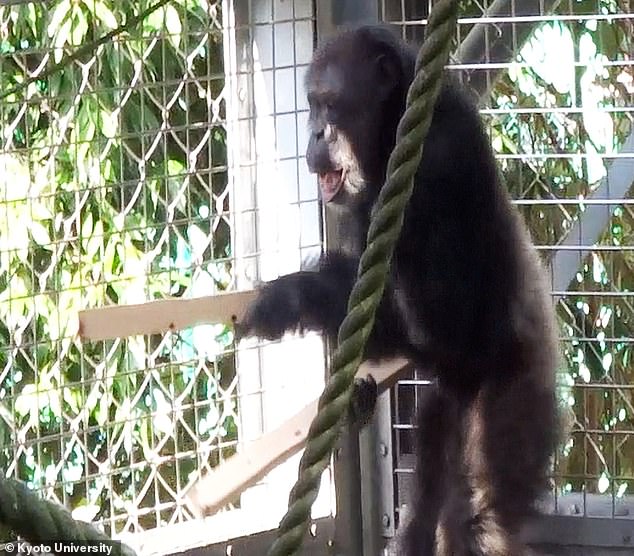 Chimpanzee Ayumu Stuns Scientists with Rhythmic Drumming and Vocalizations, Blurring Line Between Animal Behavior and Human Artistry