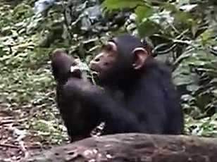 Chimpanzee Ayumu Stuns Scientists with Rhythmic Drumming and Vocalizations, Blurring Line Between Animal Behavior and Human Artistry