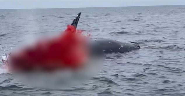 Dead Whale Risks Explosion at Rockaway Beach as Officials Urge Caution