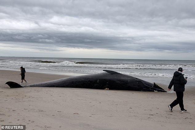 Dead Whale Risks Explosion at Rockaway Beach as Officials Urge Caution