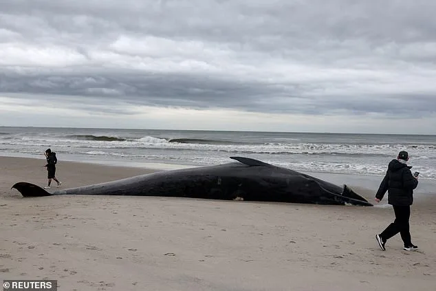 Dead Whale Risks Explosion at Rockaway Beach as Officials Urge Caution