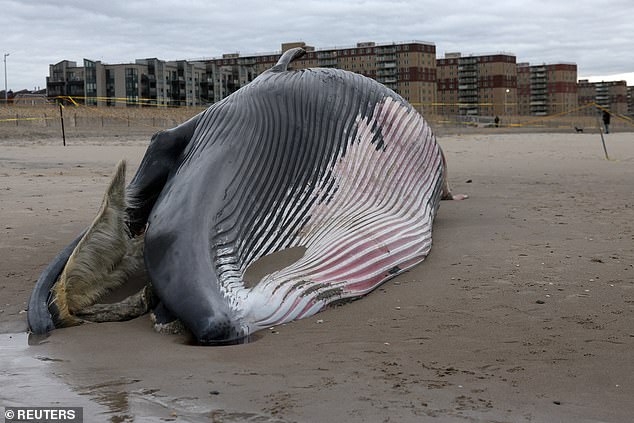 Dead Whale Risks Explosion at Rockaway Beach as Officials Urge Caution