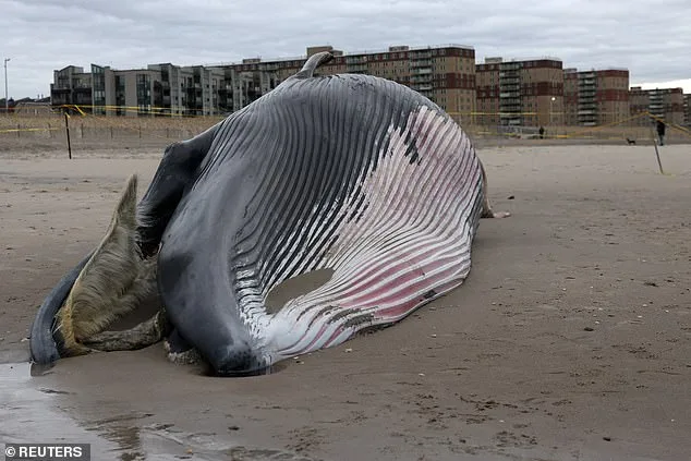 Dead Whale Risks Explosion at Rockaway Beach as Officials Urge Caution