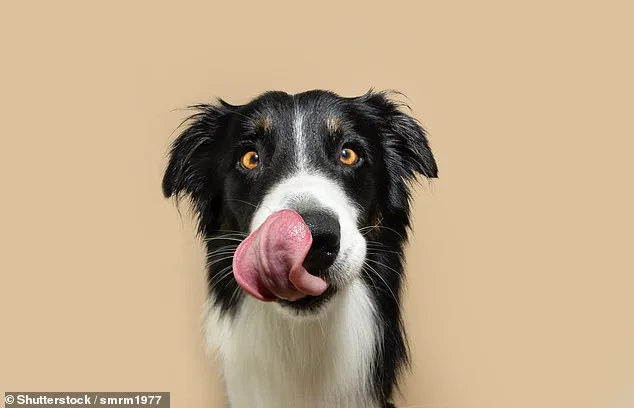 Dogs' Hidden Language: 17 Subtle Signs of Pain Revealed in New Study