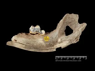 Dogs' Hidden Language: 17 Subtle Signs of Pain Revealed in New Study