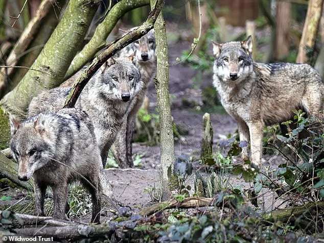 Furious Animal Lovers Condemn Euthanasia of Adopted Wolves at Wildwood Trust Over Severe Aggression