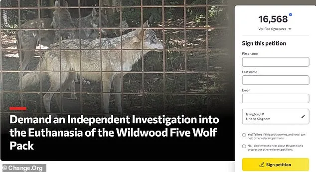 Furious Animal Lovers Condemn Euthanasia of Adopted Wolves at Wildwood Trust Over Severe Aggression