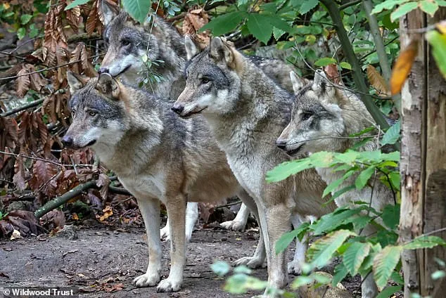 Furious Animal Lovers Condemn Euthanasia of Adopted Wolves at Wildwood Trust Over Severe Aggression