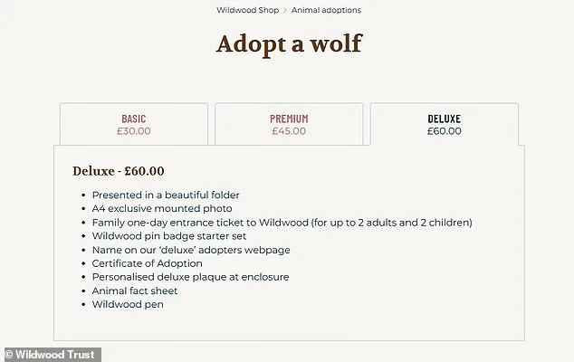 Furious Animal Lovers Condemn Euthanasia of Adopted Wolves at Wildwood Trust Over Severe Aggression