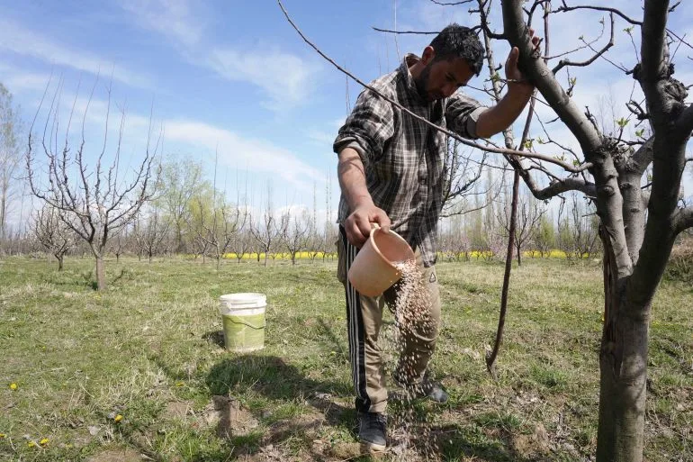 Geopolitical Crises Ripple Through Punjab: Farmers Battle Rising Costs and Uncertainty