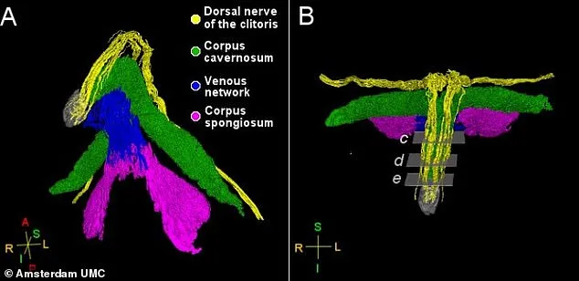 Breakthrough in Clitoral Anatomy: X-ray Imaging Reveals Nerve Network, Reshaping Understanding of Female Pleasure